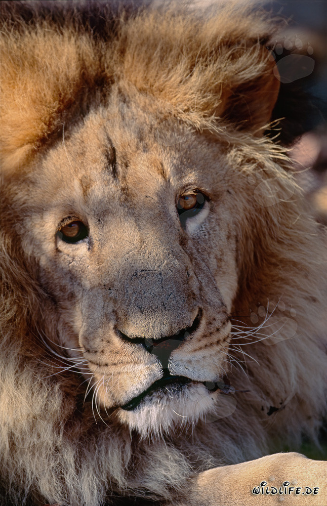 León bereber majestuoso con mirada intensa