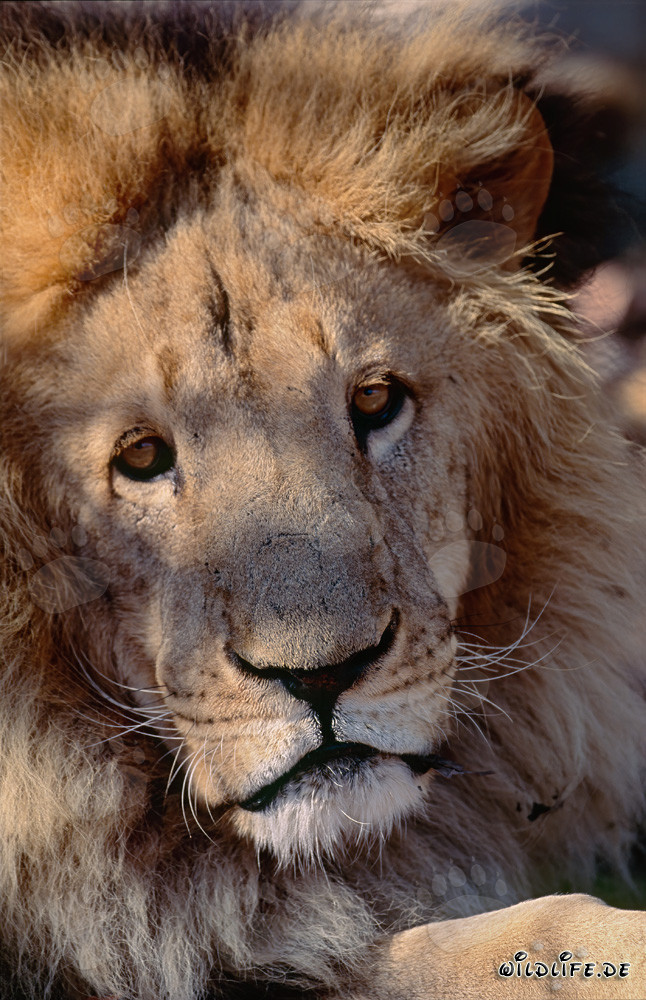 Lion berbère majestueux au regard intense