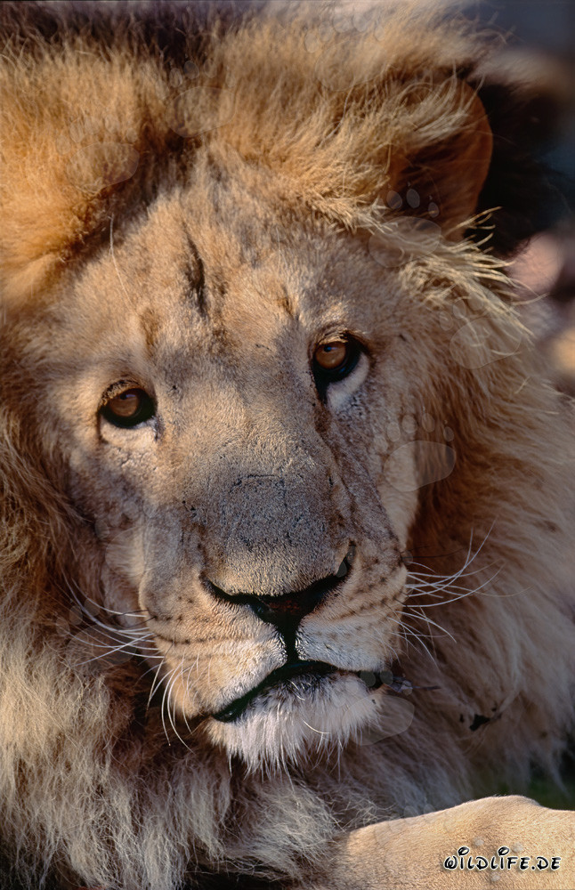 Majestätischer Berberlöwe mit gespanntem Blick