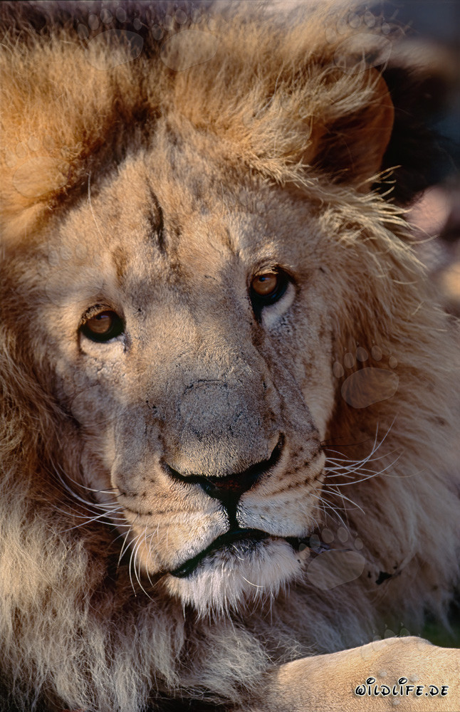 Majestic Barbary Lion with Intense Gaze