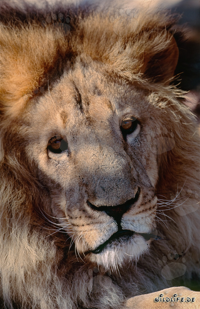 Fascinating portrait of the Barbary Lion
