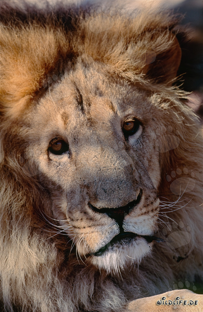 Retrato fascinante del león bereber