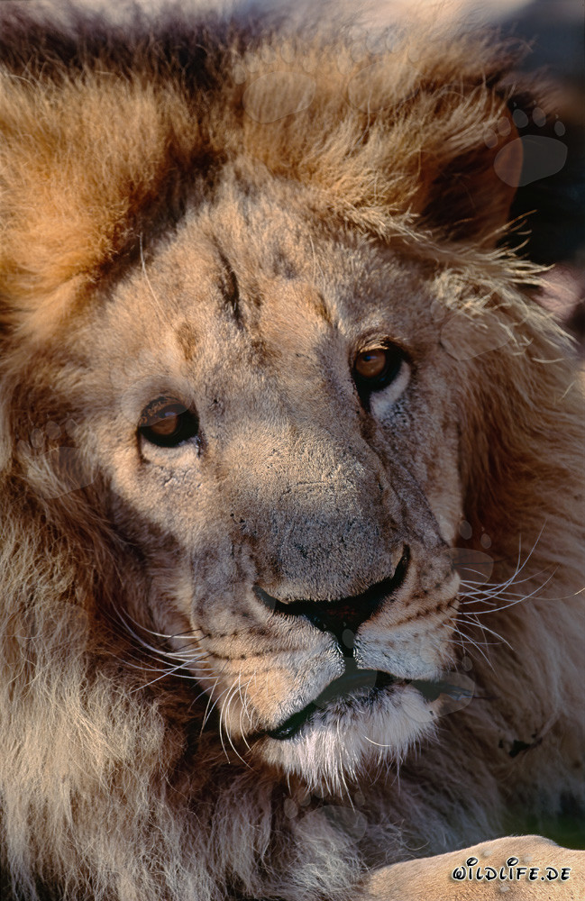 Portrait fascinant du lion de l'Atlas