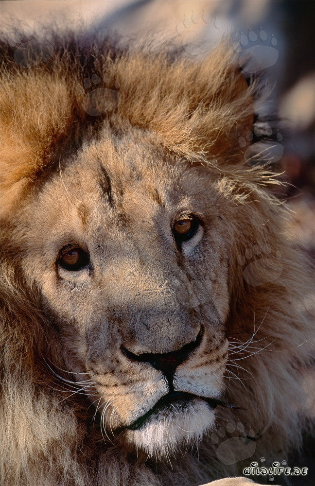 Majestic Barbary Lion Fully Concentrated
