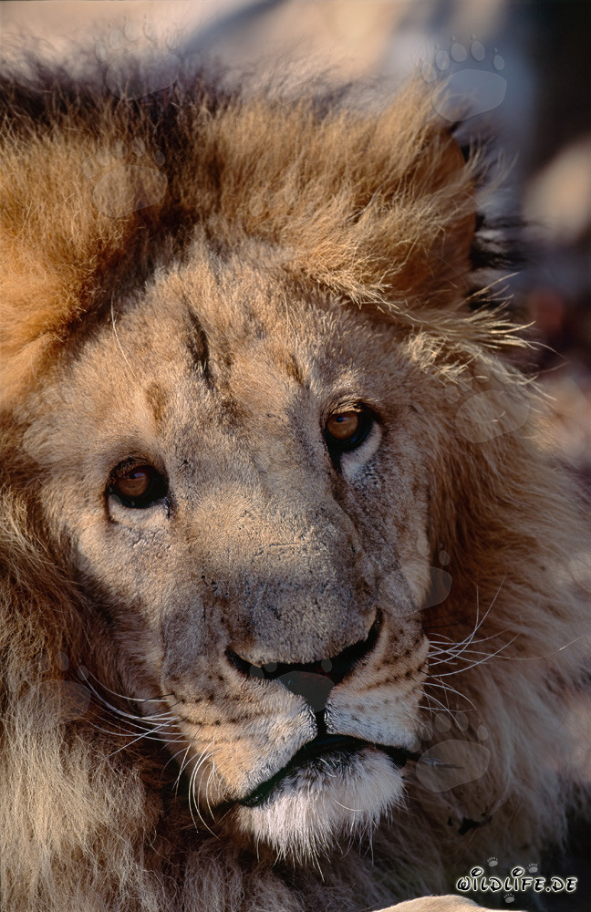 Lion berbère majestueux en pleine concentration