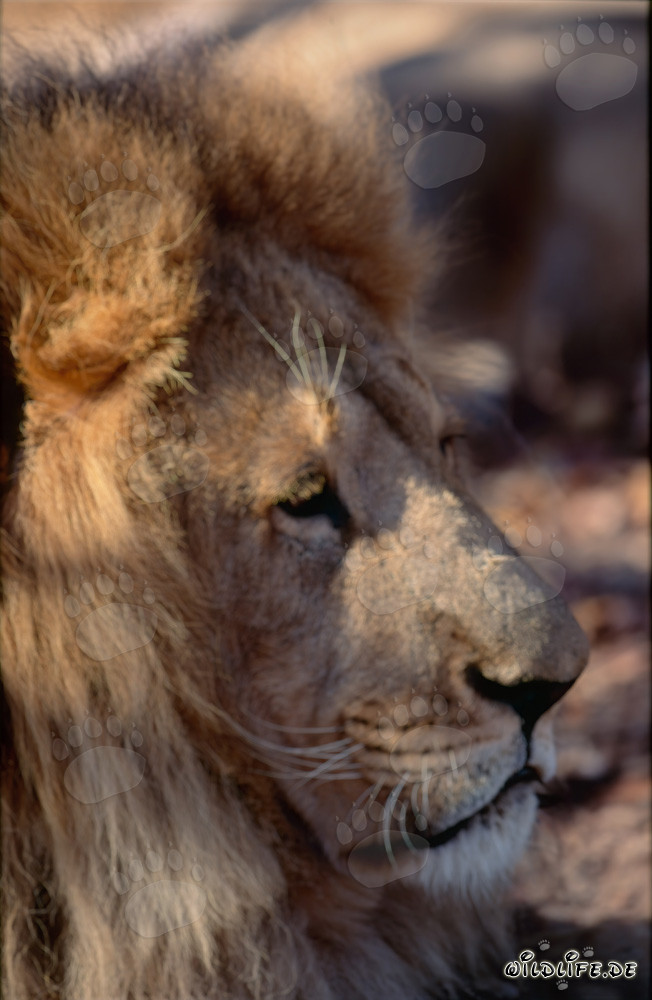 Barbary Lion: Majestic head portrait of an extinct lion