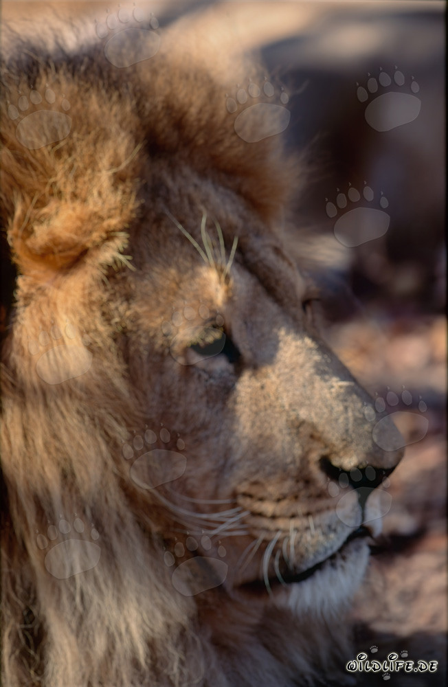 Lion de l'Atlas : Portrait majestueux de la tête d'un lion disparu