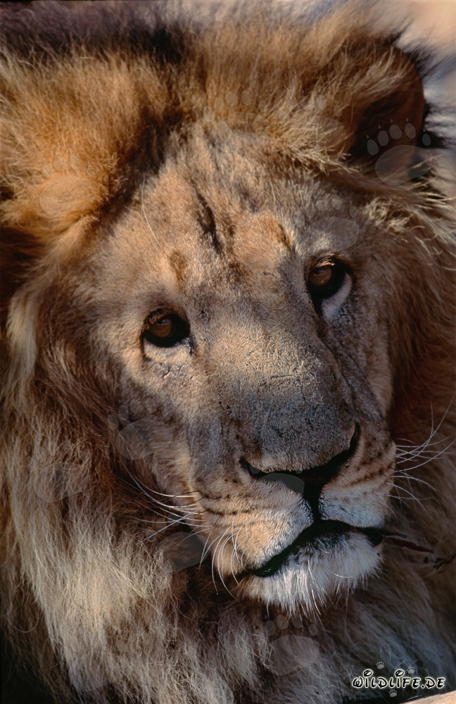 Impressive portrait of a Barbary lion at the Hoedspruit Research & Breeding Centre