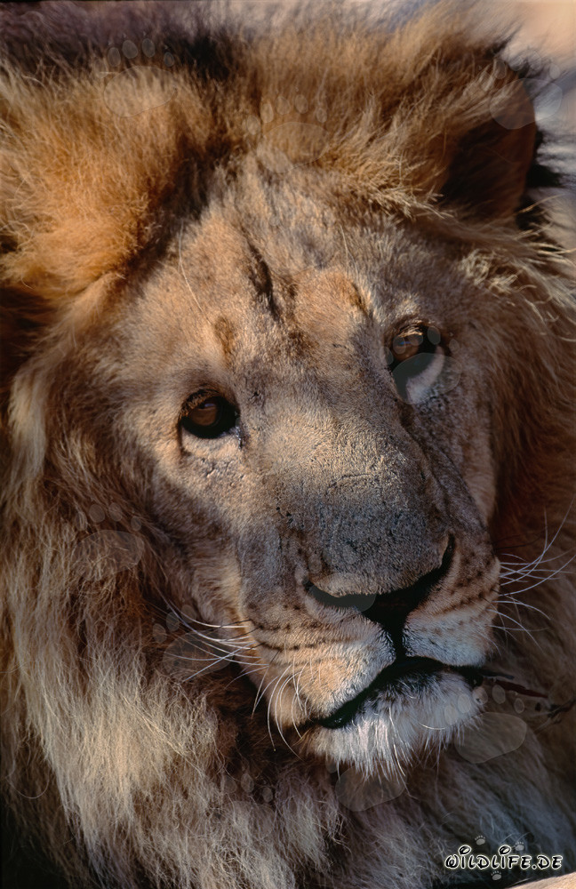 Portrait imposant d'un lion berbère au Centre de recherche et d'élevage de Hoedspruit
