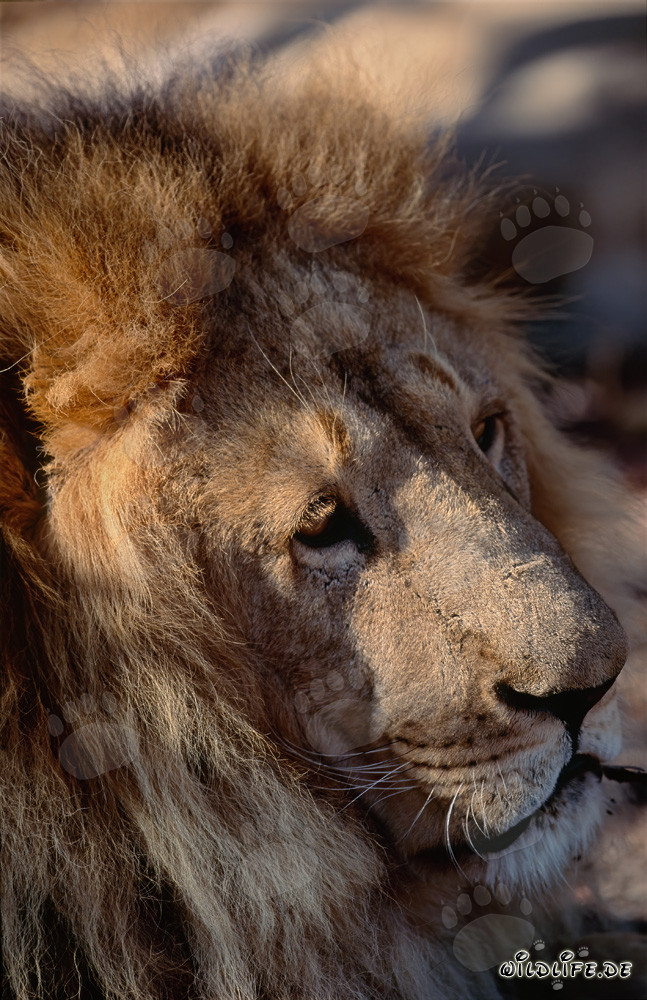 Impressive Barbary Lion Side View Head Portrait