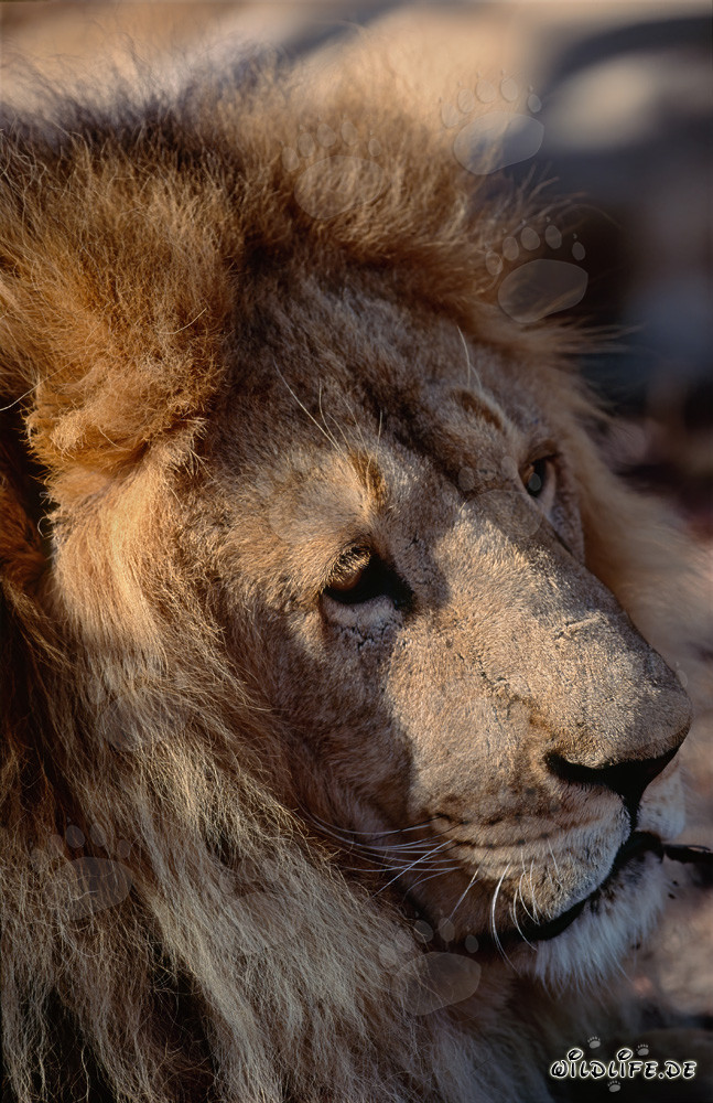 Portrait impressionnant de tête de lion berbère en vue latérale
