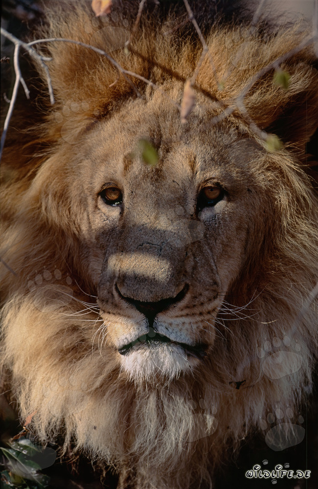 Maestoso leone berbero che osserva l'ambiente dalla vegetazione bassa