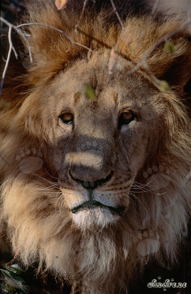 Lion berbère majestueux observant les environs depuis le sous-bois