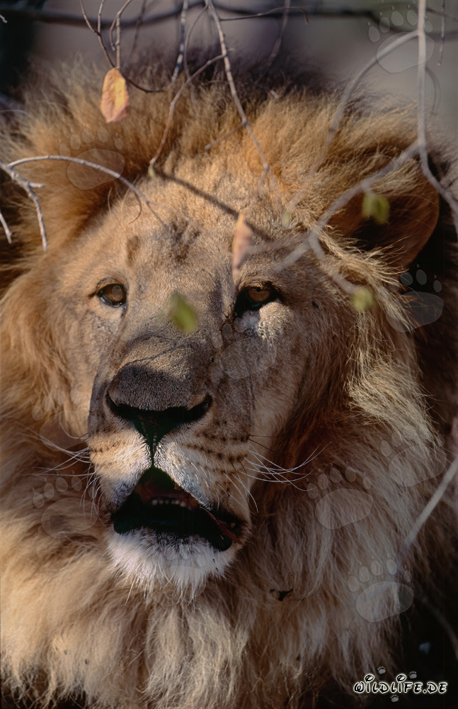 Barbary Lion in Full Concentration