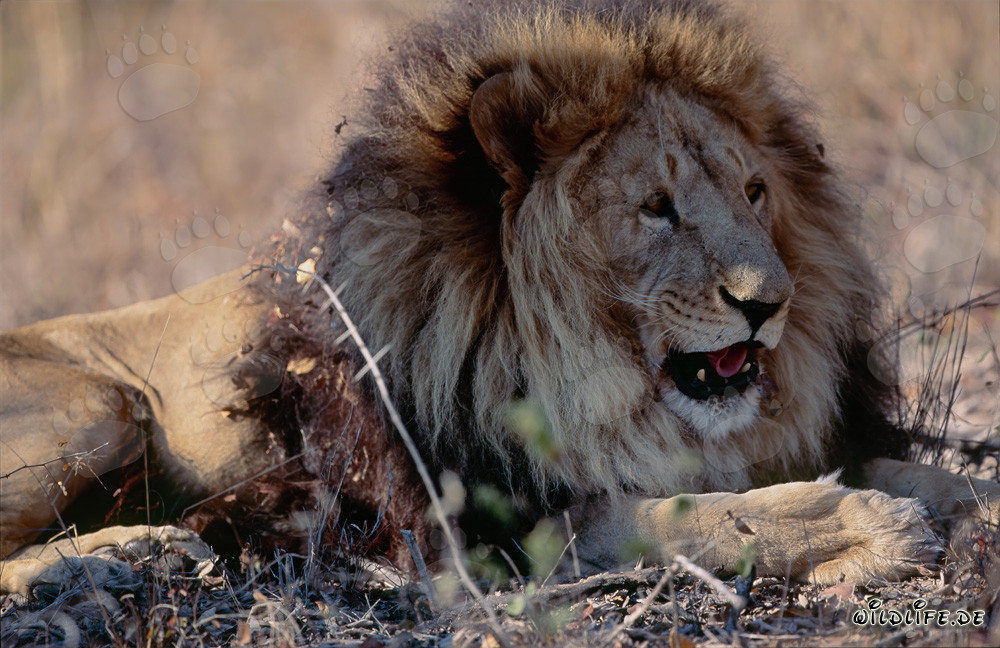 Lion berbère majestueux se relaxant au soleil
