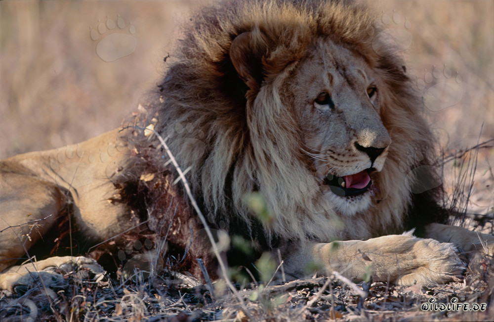 Lion berbère se repose
