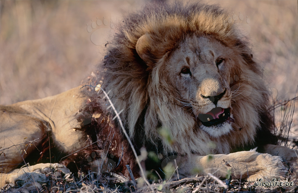 León bereber satisfecho en el Centro de Investigación y Cría de Hoedspruit, Sudáfrica