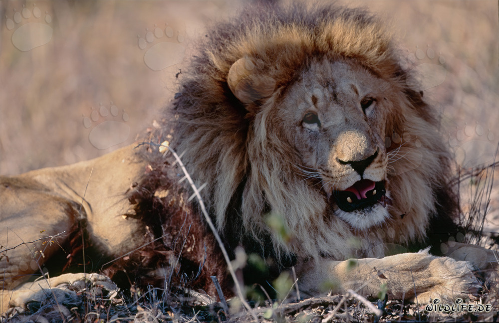 Lion berbère satisfait au Centre de recherche et d'élevage de Hoedspruit, Afrique du Sud