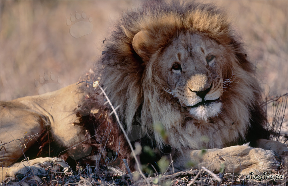 Majestätischer Berberlöwe Panthera leo leo in trockener Umgebung ruhend