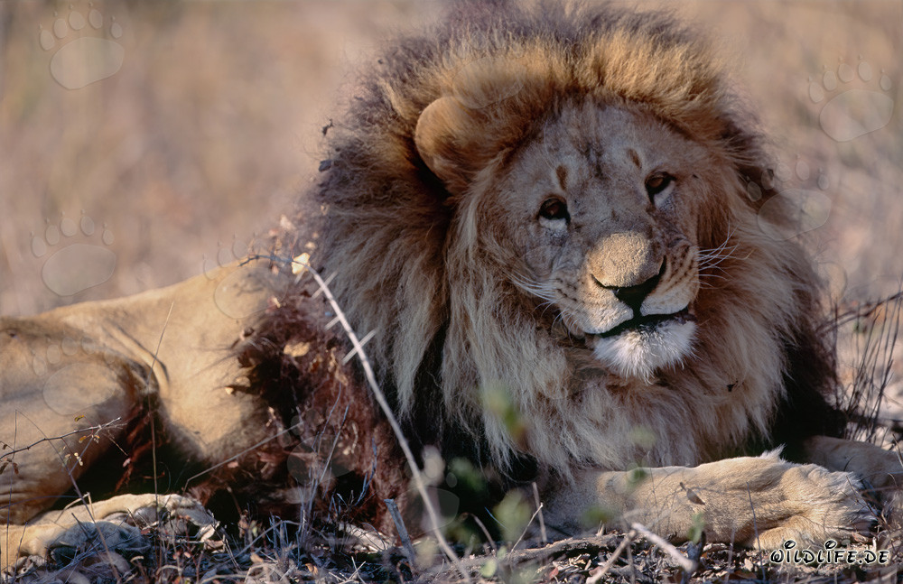 León bereber majestuoso Panthera leo leo descansando en un entorno seco