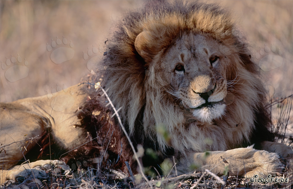 Leone berbero maestoso Panthera leo leo riposante in un ambiente secco