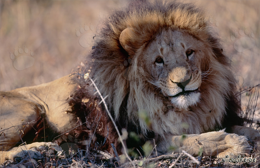 Lion berbère majestueux Panthera leo leo se reposant dans un environnement sec