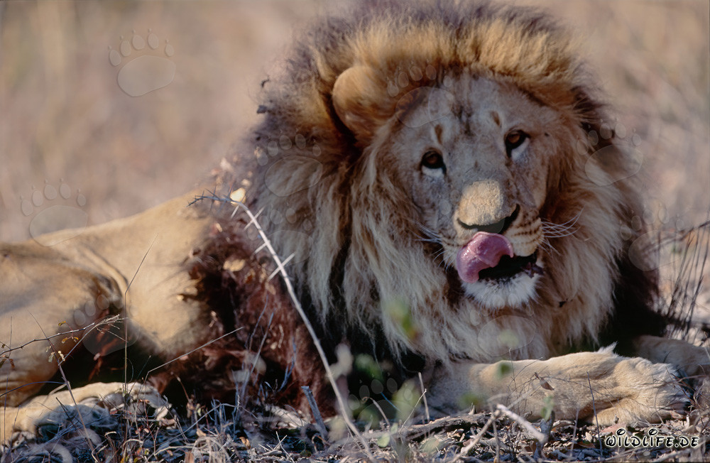 Barbary Lion Panthera leo leo in Captivity