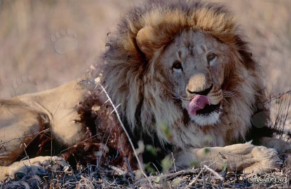 Berberlöwe Panthera leo leo in Gefangenschaft