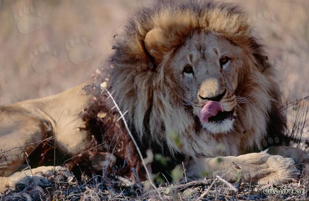 León bereber Panthera leo leo en cautiverio