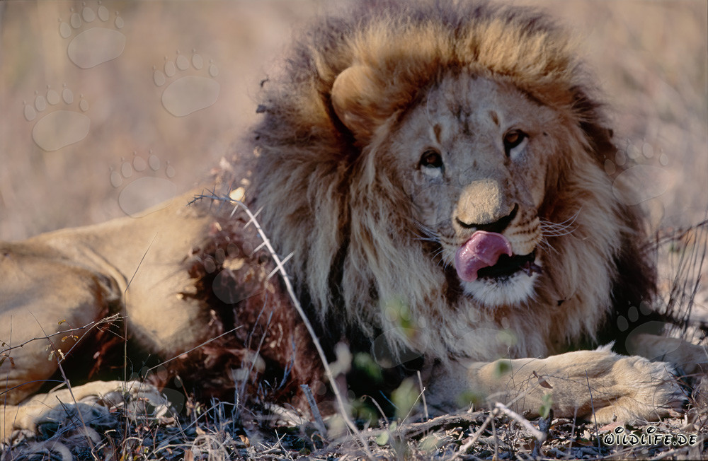 Leone berbero Panthera leo leo in cattività