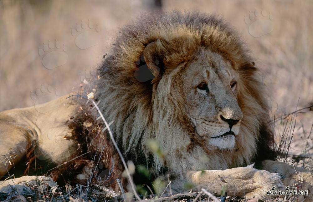 Lion berbère éteint dans la nature sauvage