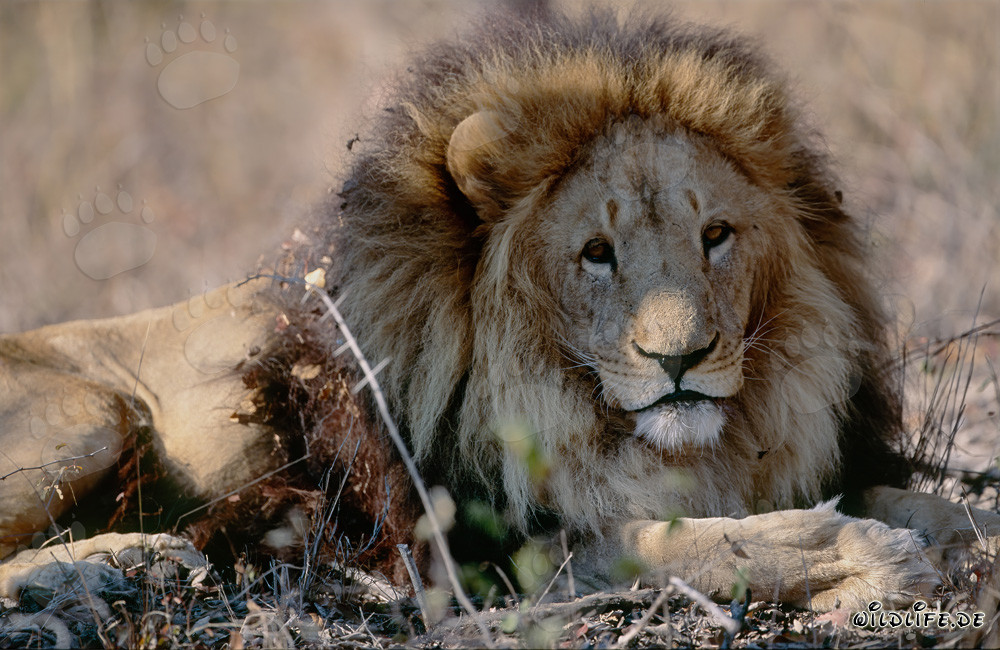 El majestuoso león bereber: símbolo de fuerza y belleza en el mundo animal