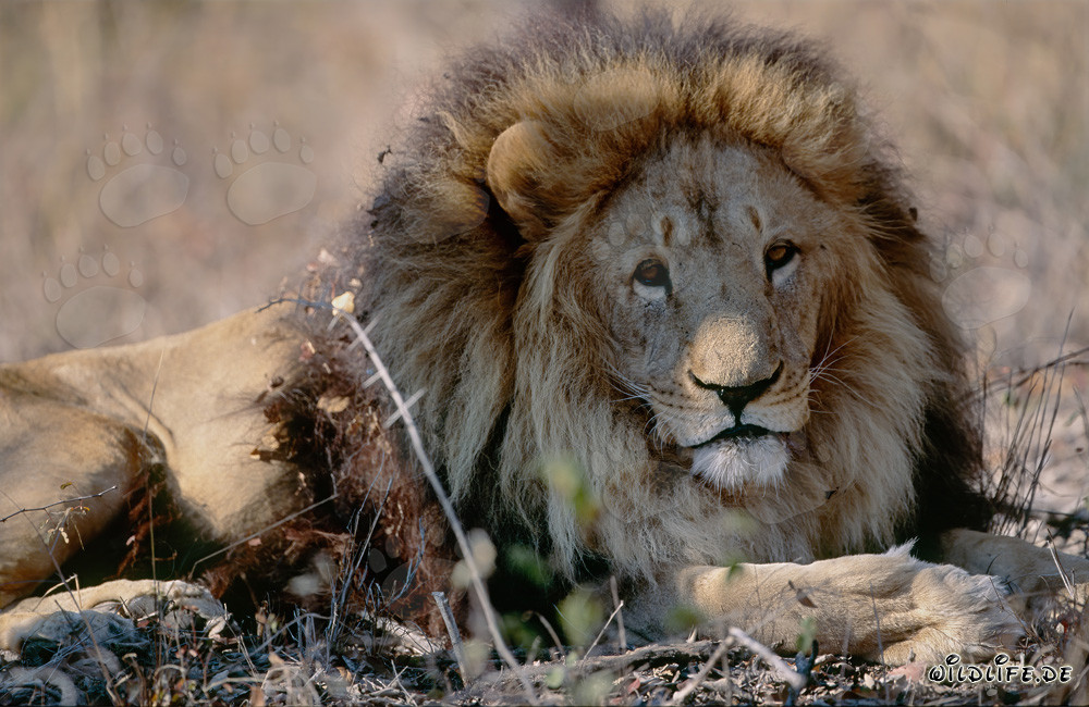 Il maestoso leone berbero: simbolo di forza e bellezza nel mondo animale