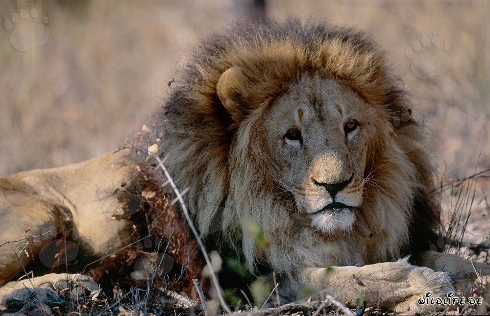 Barbary lion in the dry bush