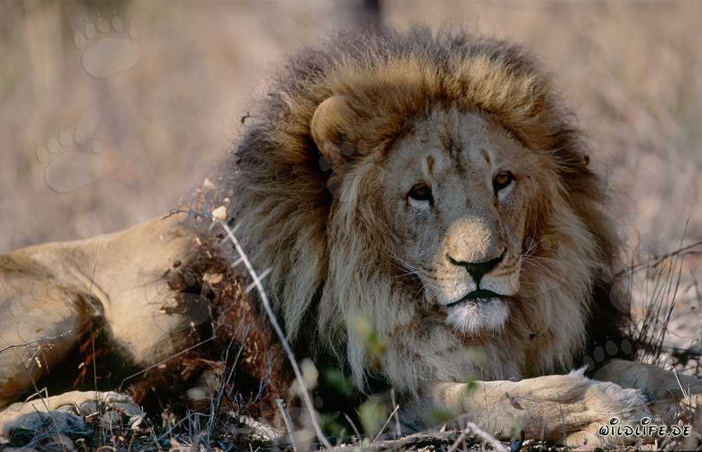 Lion berbère dans la brousse desséchée