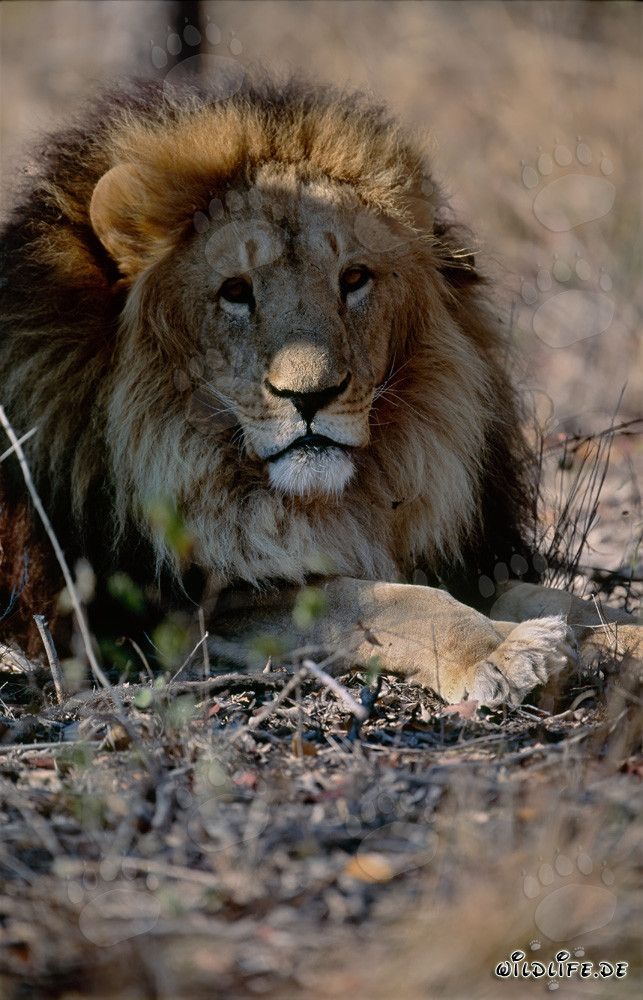 Dormant big cat Barbary lion resting in the sun