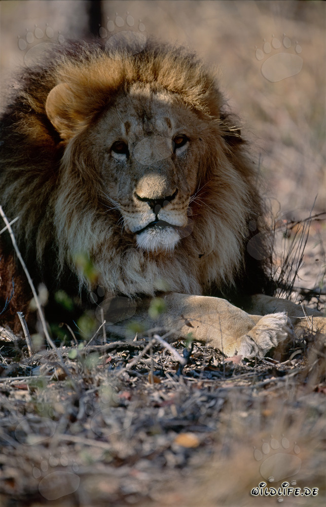 Lion berbère en repos au soleil