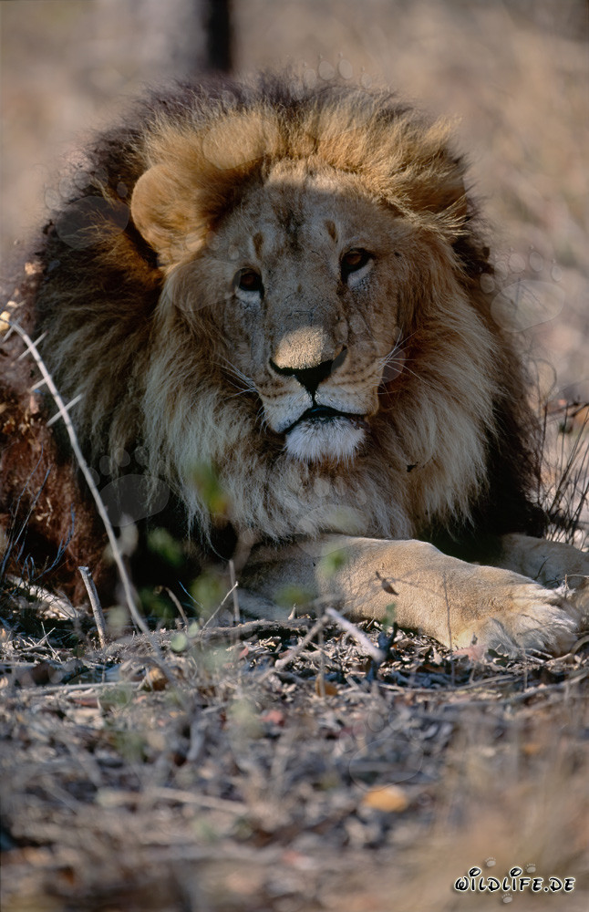 Impressive Barbary lion in frontal view