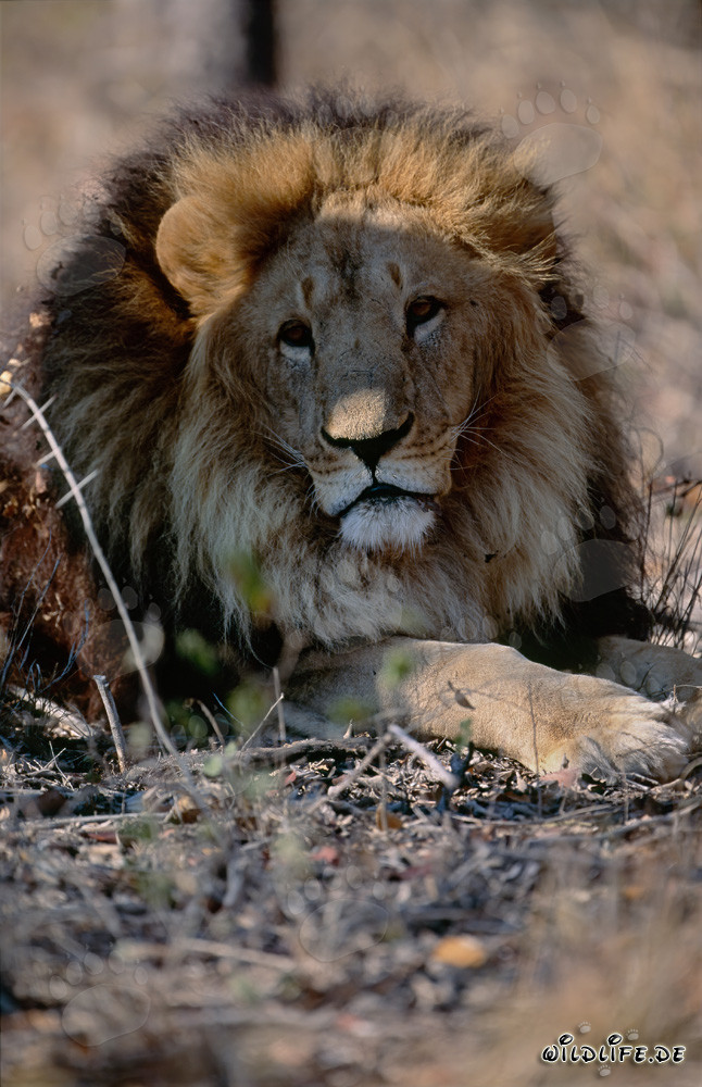 Impressionnant lion berbère en vue frontale