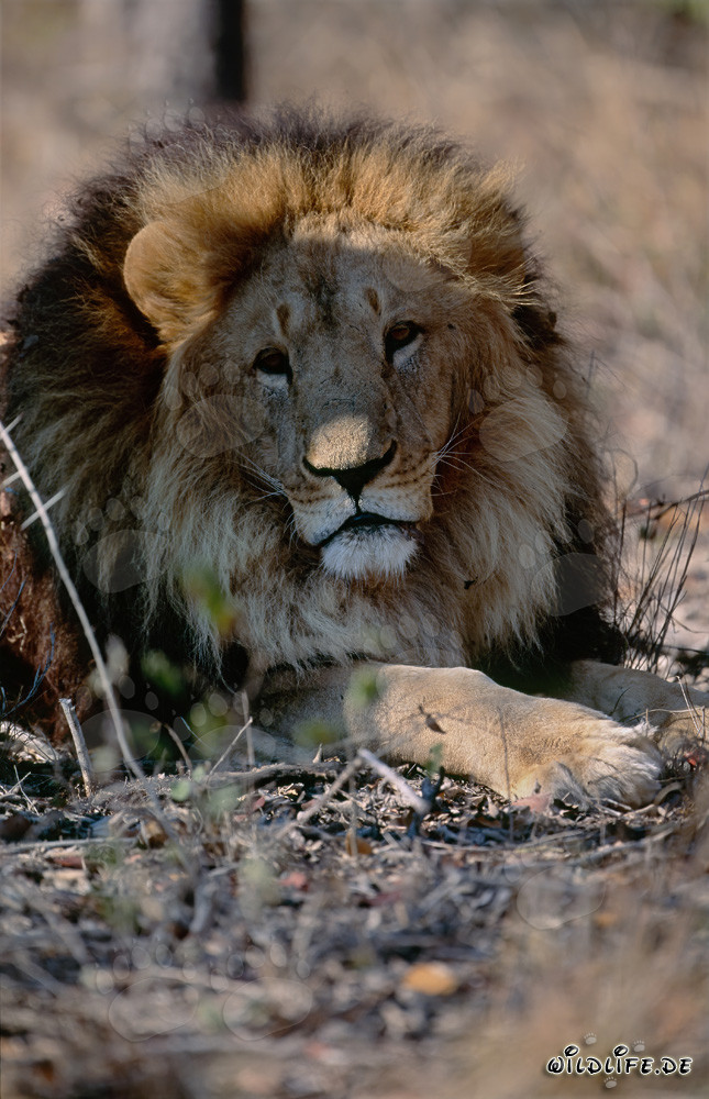 Impressive frontal picture of a majestic Barbary lion in captivity