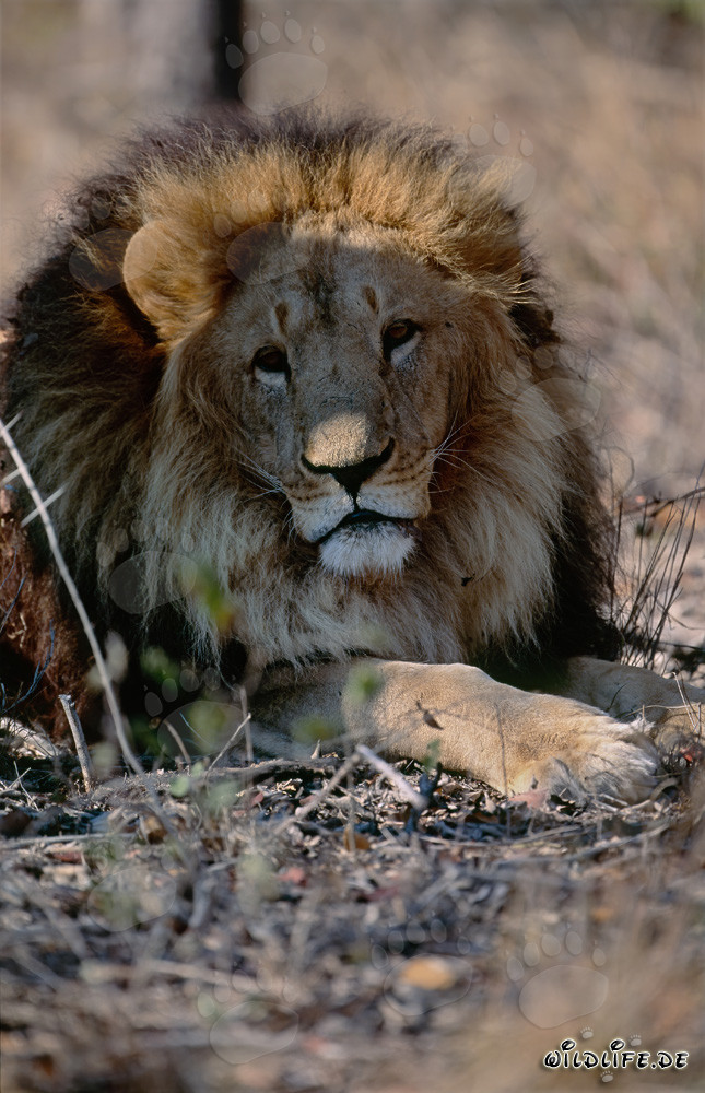 Impresionante retrato frontal de un majestuoso león bereber en cautiverio