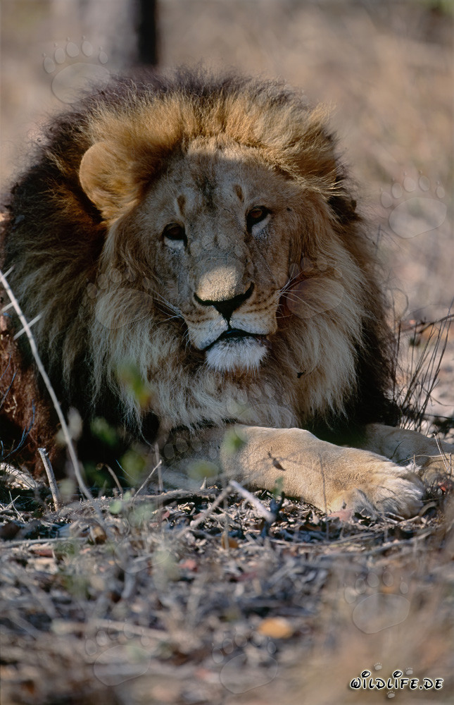Portrait imposant d'un majestueux lion berbère en captivité