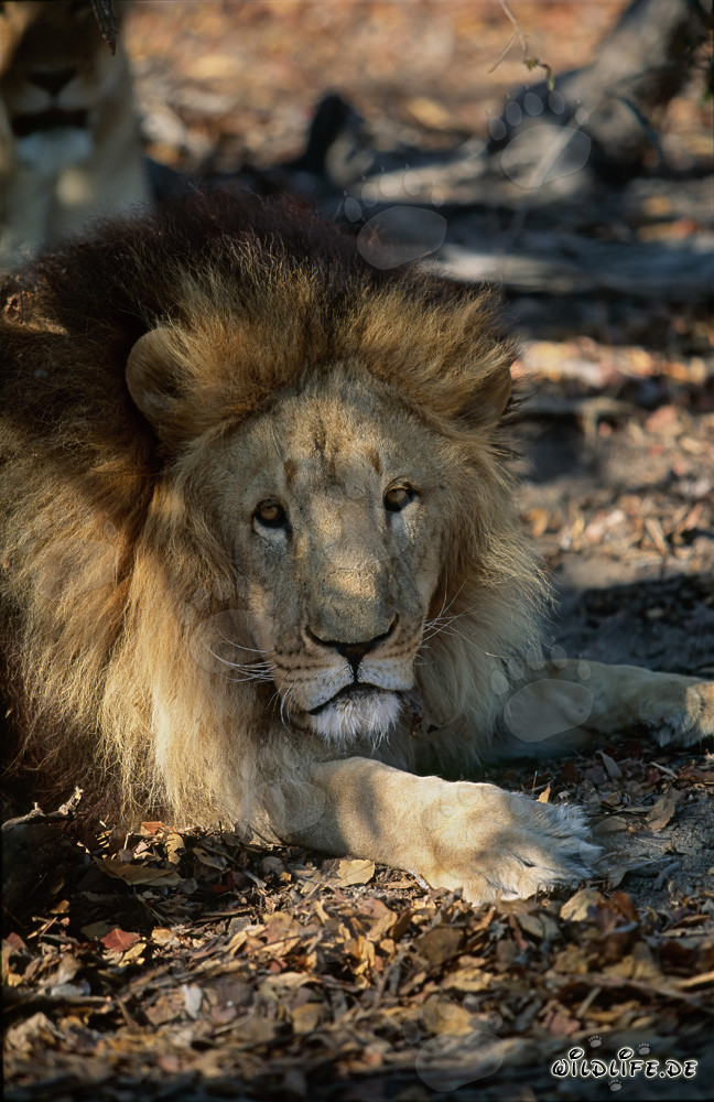 Majestic Barbary Lion with Impressive Mane
