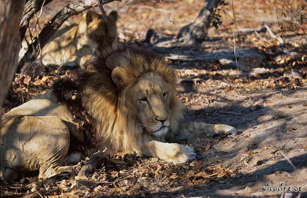 Barbary Lion in the Shade of Trees