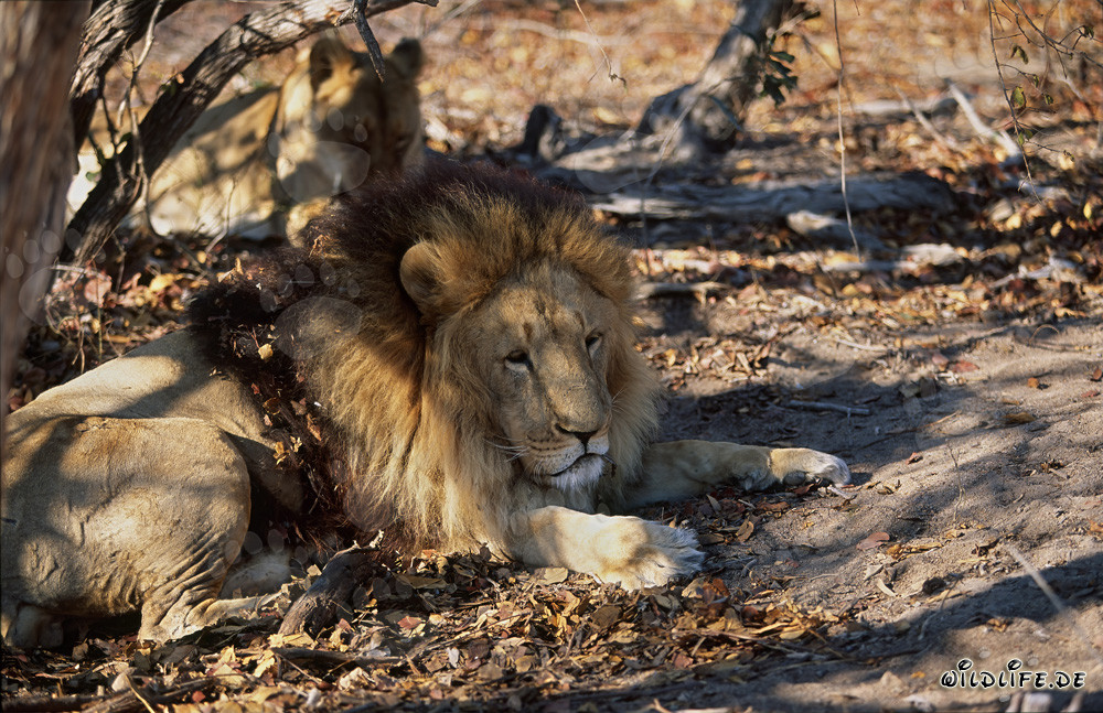 Lion berbère à l'ombre des arbres