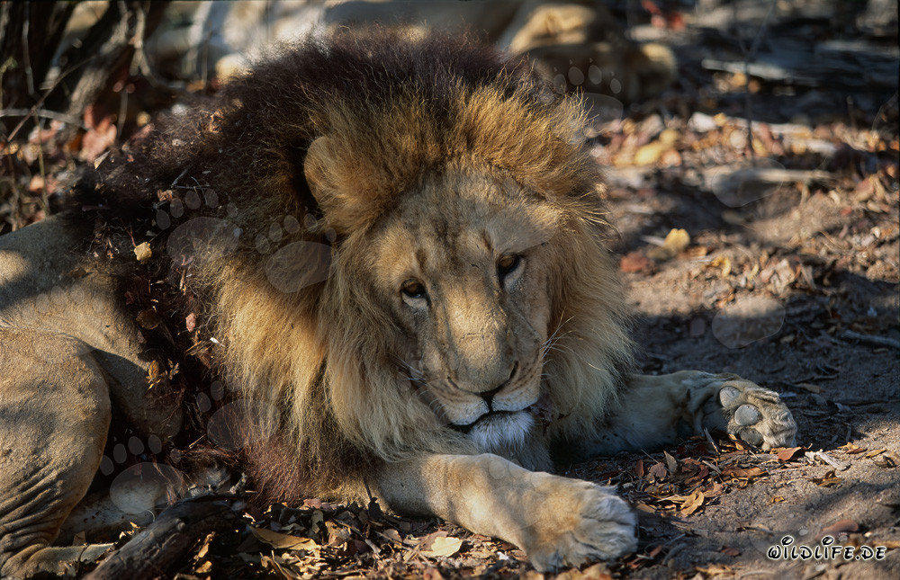 The majestic mane of the Barbary lion shines in the shadows