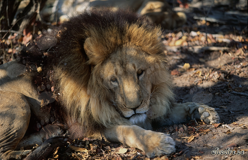 La majestueuse crinière du lion berbère brille dans l'ombre
