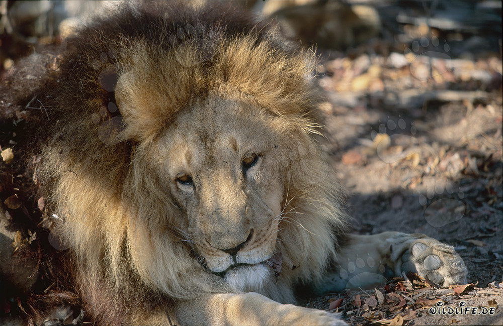 Maestoso leone berbero (Panthera leo leo) in cattività