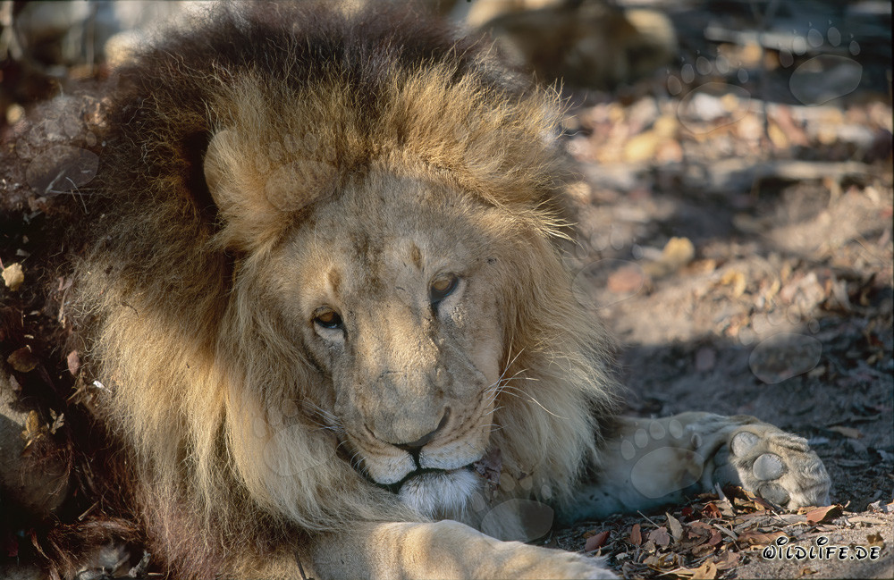 Lion berbère majestueux (Panthera leo leo) en captivité