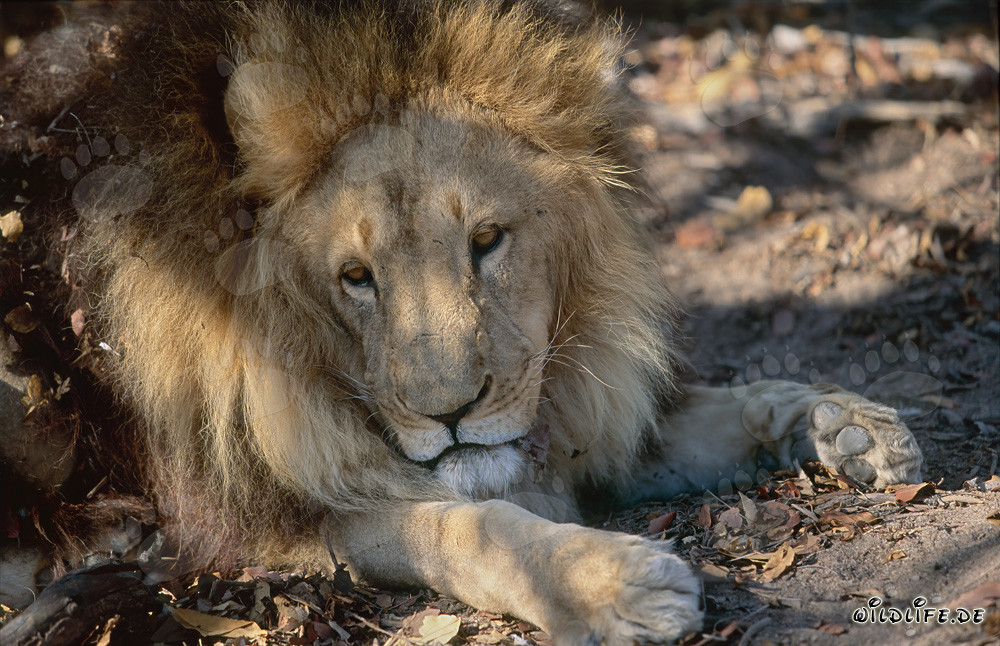 Lion berbère se repose sur des feuilles vertes